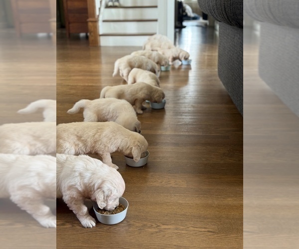 Medium Photo #7 English Cream Golden Retriever Puppy For Sale in BYRON CENTER, MI, USA