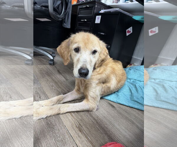 Medium Photo #3 Golden Retriever-Unknown Mix Puppy For Sale in Ponchatoula , LA, USA