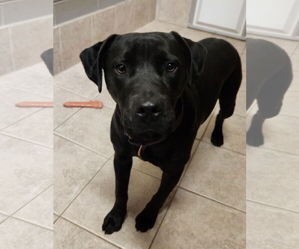 Medium Photo #2 Mutt Puppy For Sale in Clinton, OK, USA