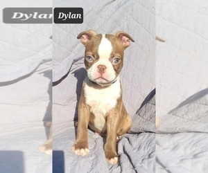 Boston Terrier Puppy for sale in POMEROY, OH, USA