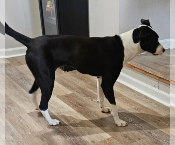 Medium Photo #4 Labsky Puppy For Sale in Alexander, AR, USA