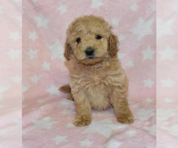 Medium Photo #1 Goldendoodle Puppy For Sale in LIBERTY, NC, USA