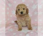 Small Photo #1 Goldendoodle Puppy For Sale in LIBERTY, NC, USA