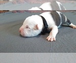Small Photo #2 American Pit Bull Terrier Puppy For Sale in WENATCHEE, WA, USA