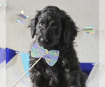 Small Photo #4 Aussiedoodle Puppy For Sale in MONTROSE, CO, USA