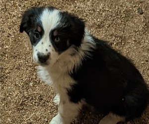 Australian Shepherd Puppy for sale in PLATTEVILLE, CO, USA