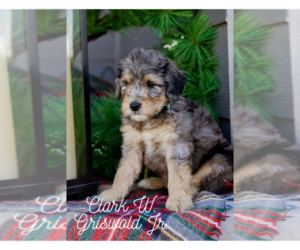 Goldendoodle Puppy for Sale in CASTLE ROCK, Colorado USA