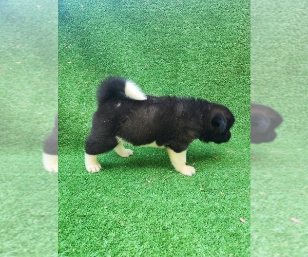 Medium Photo #1 Akita Puppy For Sale in MEM, TN, USA