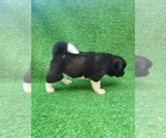 Puppy 9 Akita