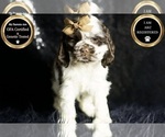 Puppy Applejack AKC Cocker Spaniel