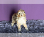 Small Photo #4 Miniature Bernedoodle-Poodle (Miniature) Mix Puppy For Sale in SHIPSHEWANA, IN, USA