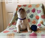 Small Photo #13 French Bulldog Puppy For Sale in TERRE HAUTE, IN, USA