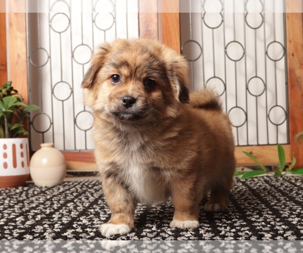 Medium Photo #1 Shorkie Tzu Puppy For Sale in NAPLES, FL, USA