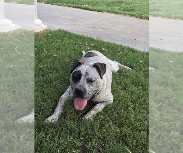 Medium Photo #2 American Pit Bull Terrier-Unknown Mix Puppy For Sale in Boston, MA, USA