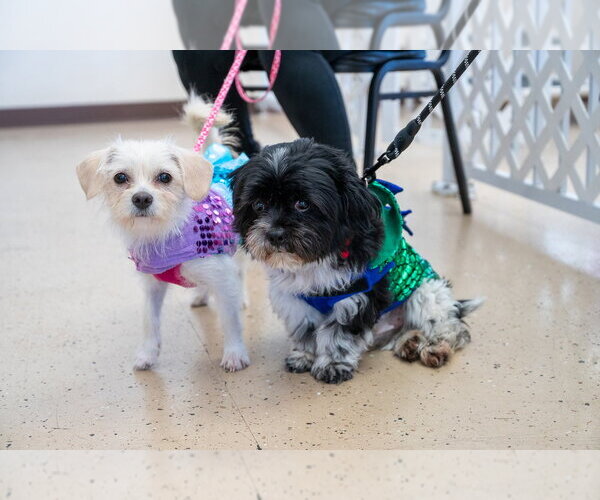 Medium Photo #3 Maltese-Unknown Mix Puppy For Sale in Mundelein, IL, USA
