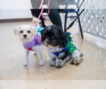 Small Photo #3 Maltese-Unknown Mix Puppy For Sale in Mundelein, IL, USA
