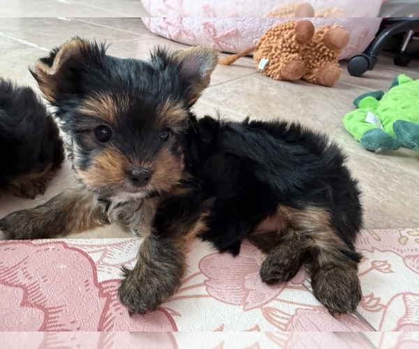 Medium Photo #5 Yorkshire Terrier Puppy For Sale in VALRICO, FL, USA