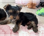 Small #4 Yorkshire Terrier