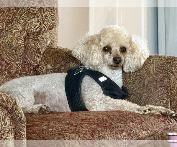 Medium Photo #1 Shih-Poo Puppy For Sale in ALMA, AR, USA