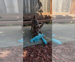 Chihuahua-Unknown Mix Dogs for adoption in San Francisco, CA, USA