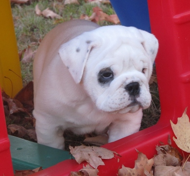 Medium Photo #1 Bulldog Puppy For Sale in BROOKTONDALE, NY, USA