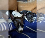Small #9 Rat Terrier