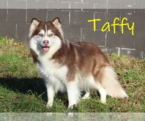 Mother of the Pomsky puppies born on 10/03/2026