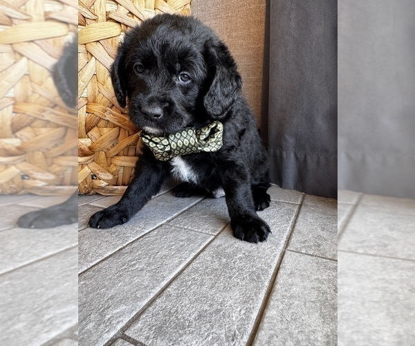 Medium Photo #10 Miniature Labradoodle Puppy For Sale in MESA, AZ, USA