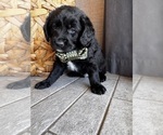 Small #9 Miniature Labradoodle