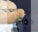 Small Photo #23 Golden Retriever Puppy For Sale in BIG CABIN, OK, USA