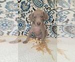 Small Photo #2 Weimaraner Puppy For Sale in LEWISBURG, KY, USA