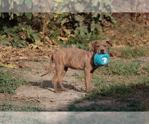 Bullboxer Pit Puppy for sale in SAN BERNARDINO, CA, USA