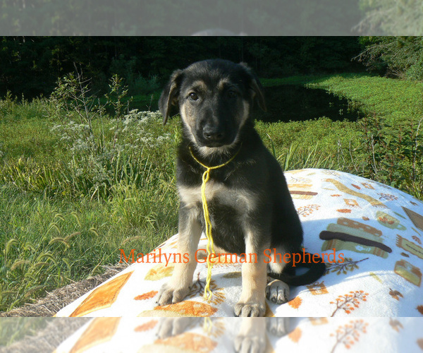 Medium Photo #2 German Shepherd Dog Puppy For Sale in PIEDMONT, MO, USA