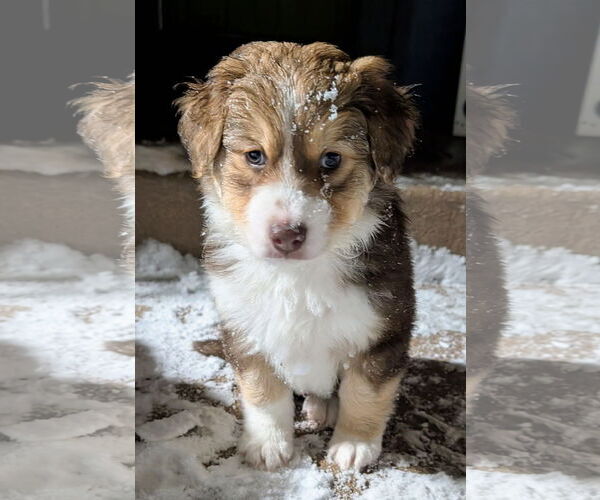 Medium Photo #3 Mutt Puppy For Sale in Brooklyn Center, MN, USA