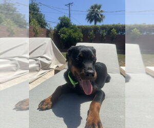 Rottweiler Dogs for adoption in Gilbert, AZ, USA