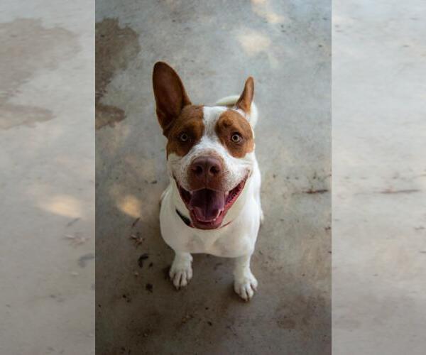 Medium Photo #2 Mutt Puppy For Sale in DuQuoin, IL, USA