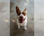 Small #1 Mutt