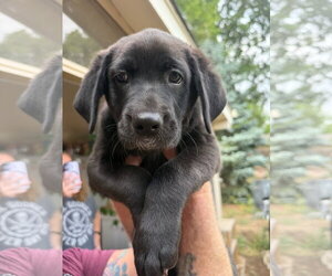 Labrador Retriever-Unknown Mix Dogs for adoption in Fort Collins, CO, USA