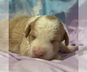 Miniature Bernedoodle Puppy for sale in LONGMONT, CO, USA