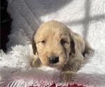 Puppy F1 Moyen Red Goldendoodle