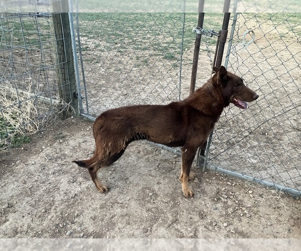 Medium Photo #1 German Shepherd Dog Puppy For Sale in FORT COLLINS, CO, USA
