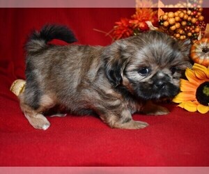 Shih Tzu Puppy for sale in HILLSVILLE, VA, USA