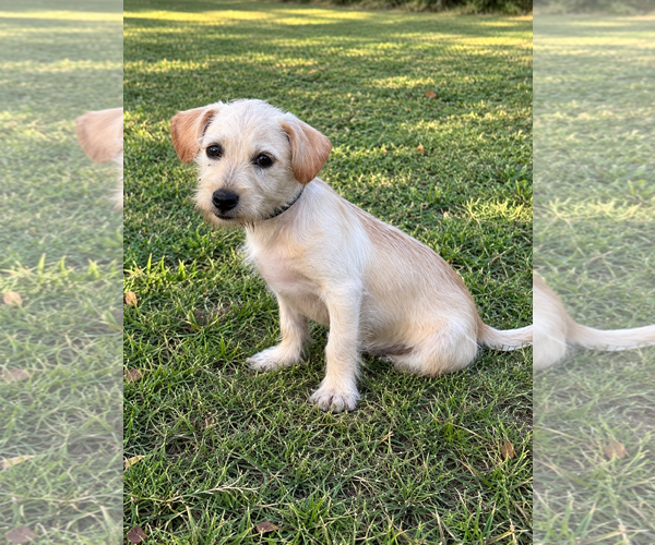 Medium Photo #4 Mutt Puppy For Sale in PIPE CREEK, TX, USA