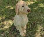Small Photo #2 Poodle (Standard) Puppy For Sale in AND, SC, USA