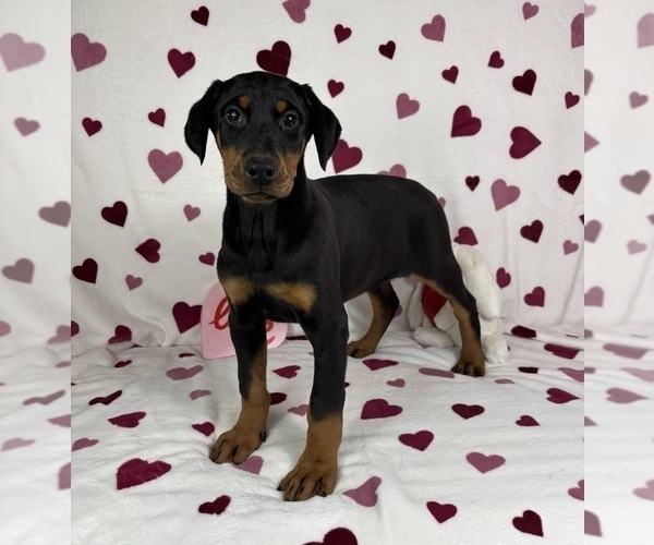Medium Photo #5 Doberman Pinscher Puppy For Sale in GREENFIELD, IN, USA