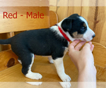 Puppy 4 Border Collie-Jack Russell Terrier Mix