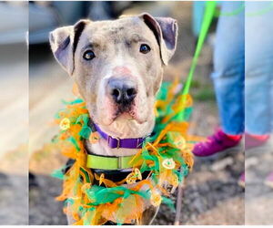 American Pit Bull Terrier Dogs for adoption in Berkeley, CA, USA