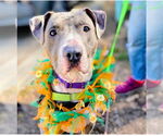 Small American Pit Bull Terrier