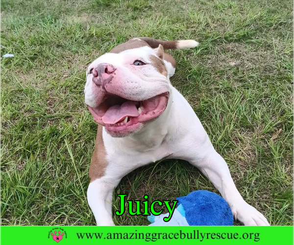Medium Photo #2 Bulldog Puppy For Sale in Milton, FL, USA