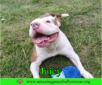 Small #1 Bulldog